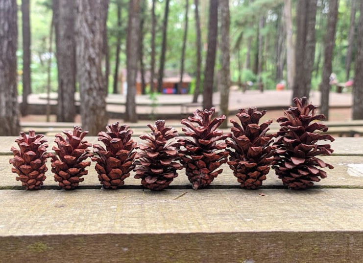 Hutan Pinus Mangunan info wisata dan harga tiket masuk